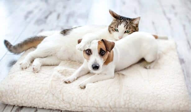 A cat and a dog posing for the camera