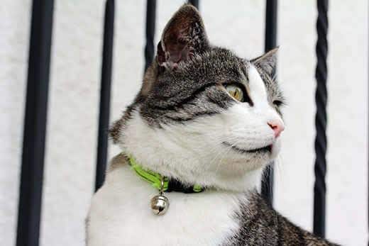 A domestic cat with collar and bell around his neck. Cat with bells to prevent bird hunting
