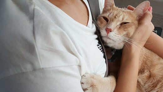 A orange cute cat on arm of girl in car.