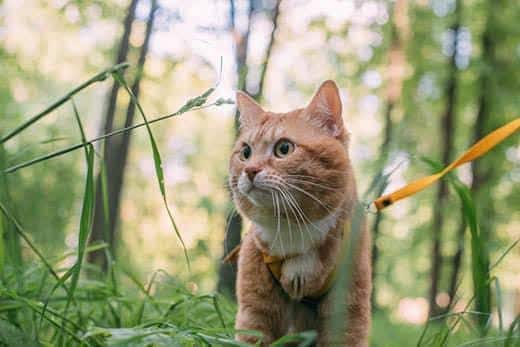 A red cat walks with the owner on a harness.