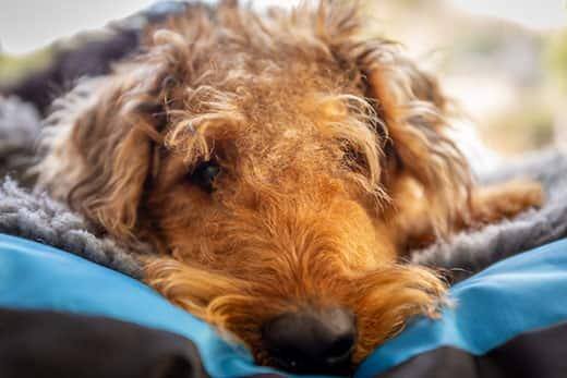 Airedale terrier close-up lying down, staring straight ahead.