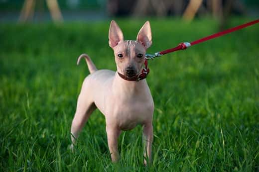 American Hairless Terrier with red leash standing on green lawn background in evening light.