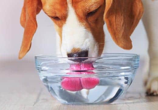 Beagle dog drinking water from transparent bowl closeup view.
