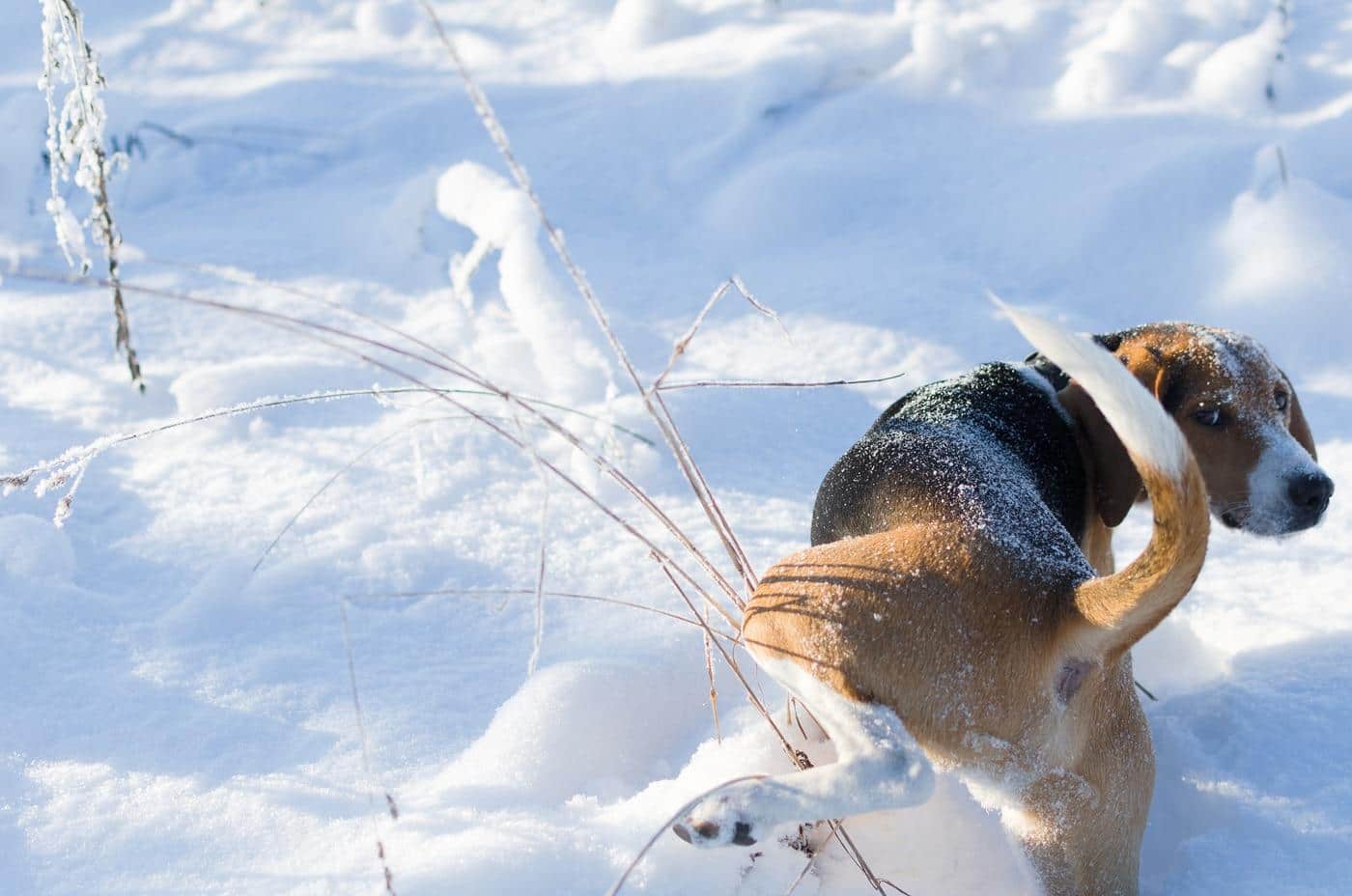 beagle-peeing-on-snow Beagle lifting leg on snow bank.