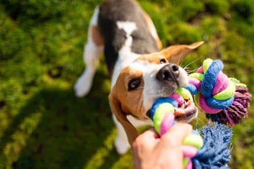 Beagle plays tug of war with a colorful dog rope toy outdoors.