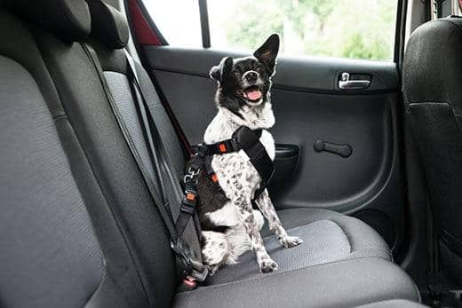 Black and white dog with tongue out is buckled into car backset with dog harness.