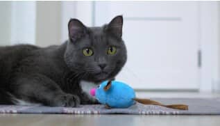 cat-playing