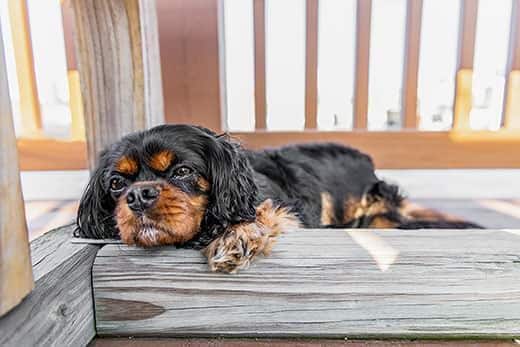 Black and tan cavalier king Charles napping on a deck.