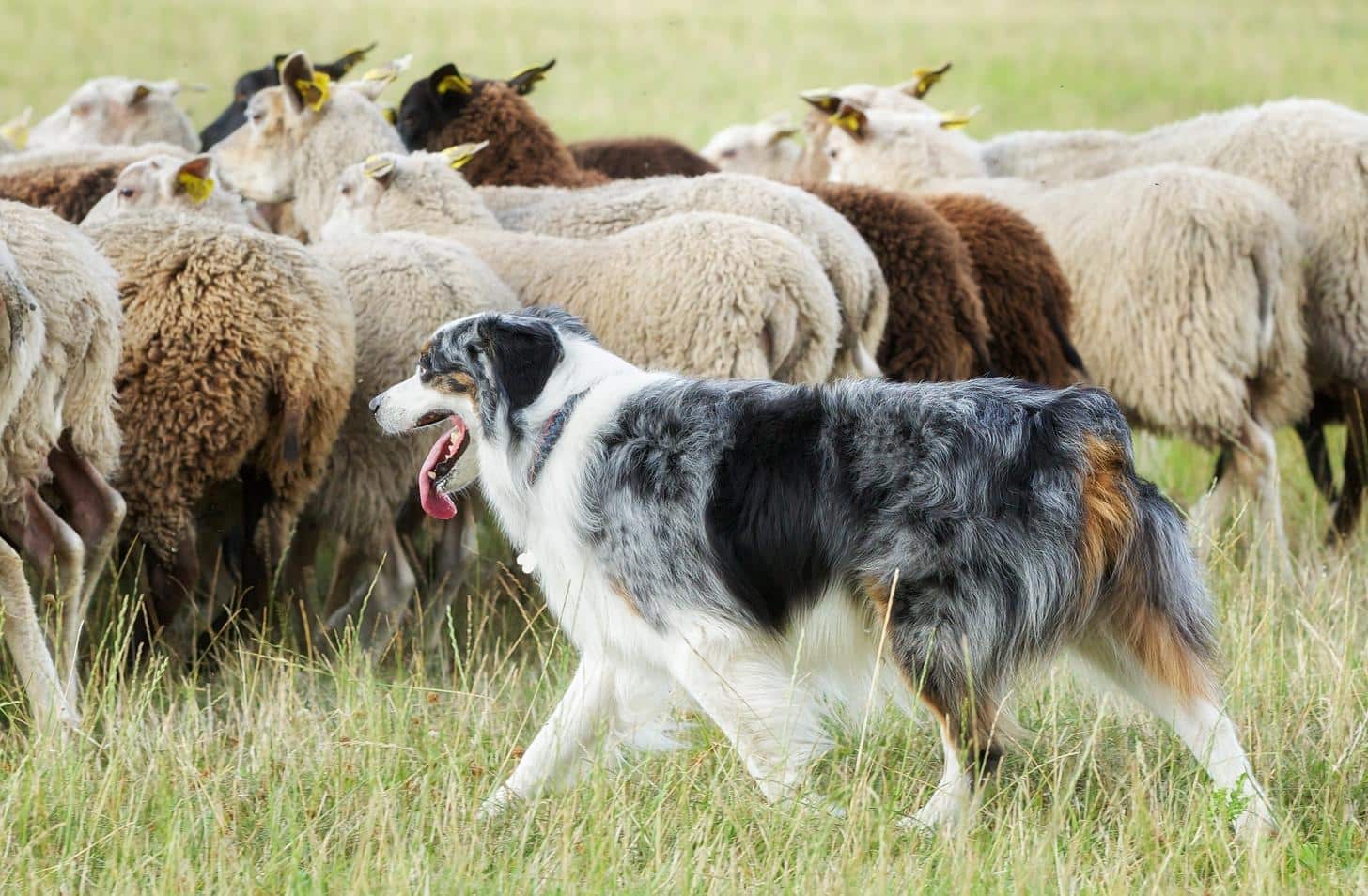 Purebred border collie panting while herding a flock of sheep on a summer day.