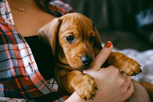 8 weeks old smooth hair brown dachshund puppy resting in the hands of its female owner in a colourful plaid shirt.