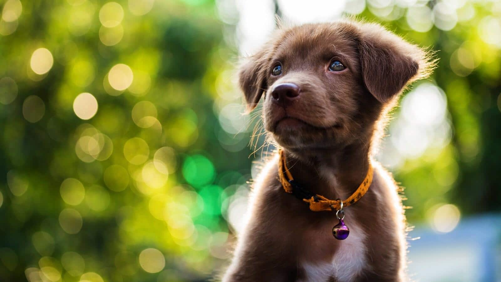 brown-puppy-with-orange-collar Little brown adorable puppy with sunset background