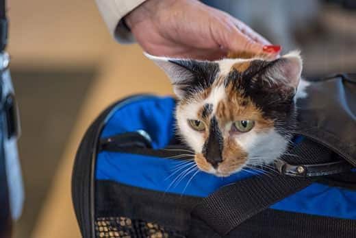 calico-cat-in-blue-soft-shelled-cat-carrier-SW Calico cat peeking out of a blue soft cat carrier bag.