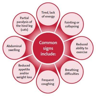 Common signs of heart disease