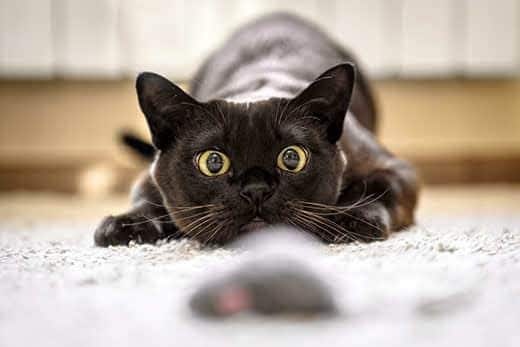 Cat hunting to mouse at home, Burmese cat face before attack close-up. Portrait of funny domestic kitten plays indoor. Look of happy Burma cat preparing to jump. Eyes of playful pet wanting to pounce.