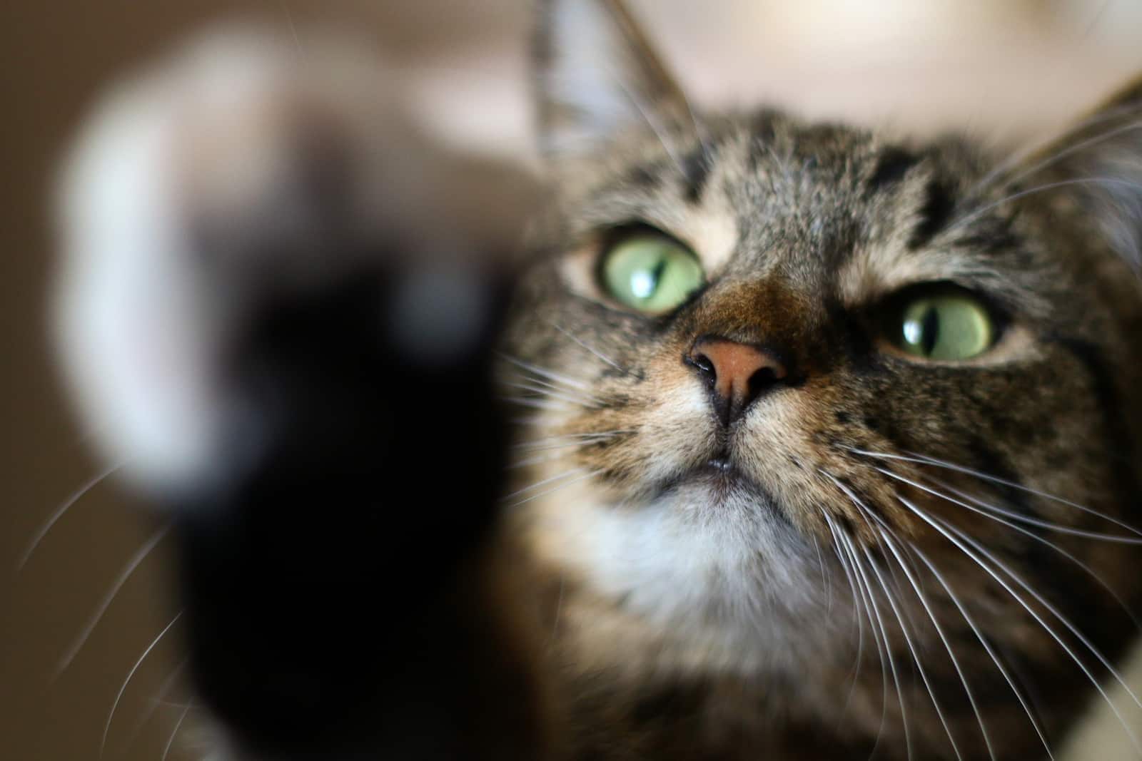 A green eyed tabby cat raising a white paw