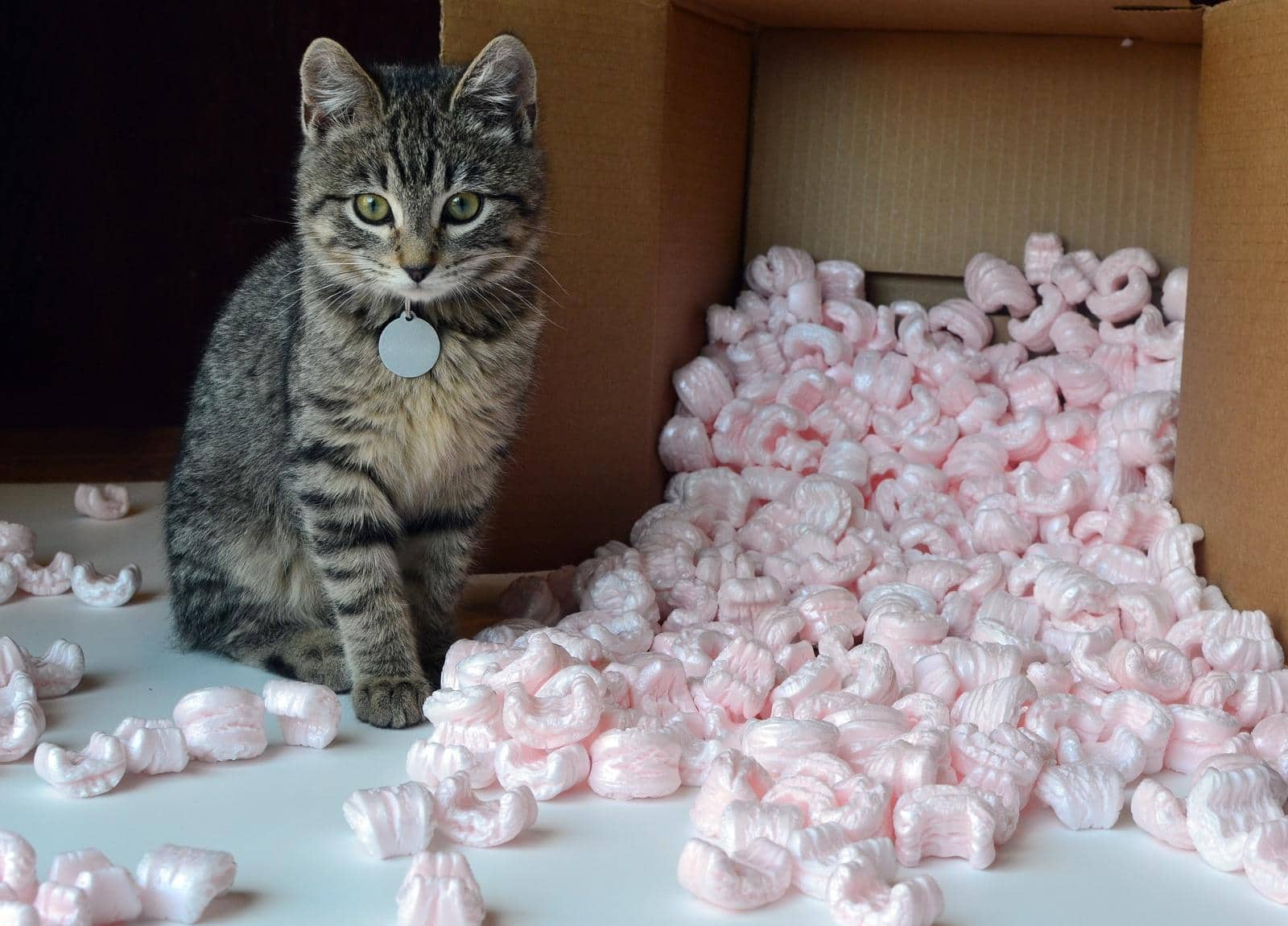 Small tabby cat kitten in spilled box of pink packing peanuts
