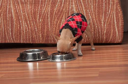 chihuahua-in-argile-sweater Cinnamon Chihuahua puppy dressed in a black and red argile sweater eating out of a bowl.