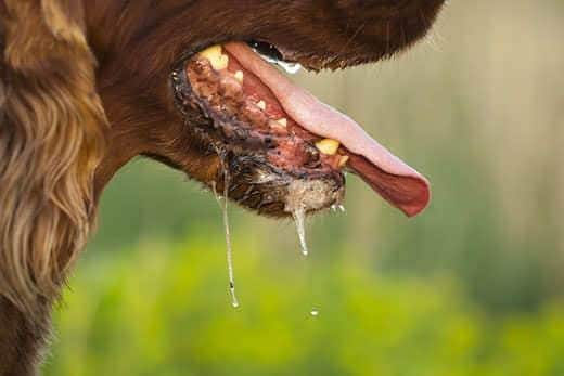 Close-up of Irish setter