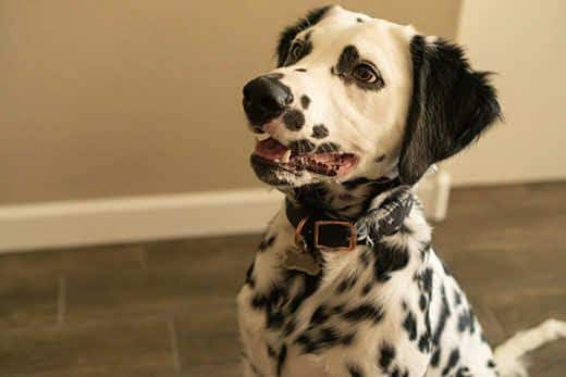 Long-haired dalmation sitting inside drooling