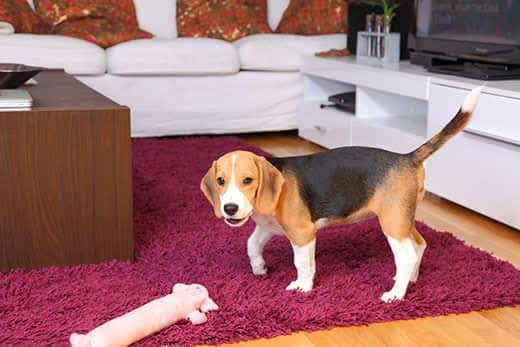 Female Beagle puppy inside a modern apartment