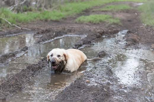 Golden retriever sitting in a mud puddle with mud on face.