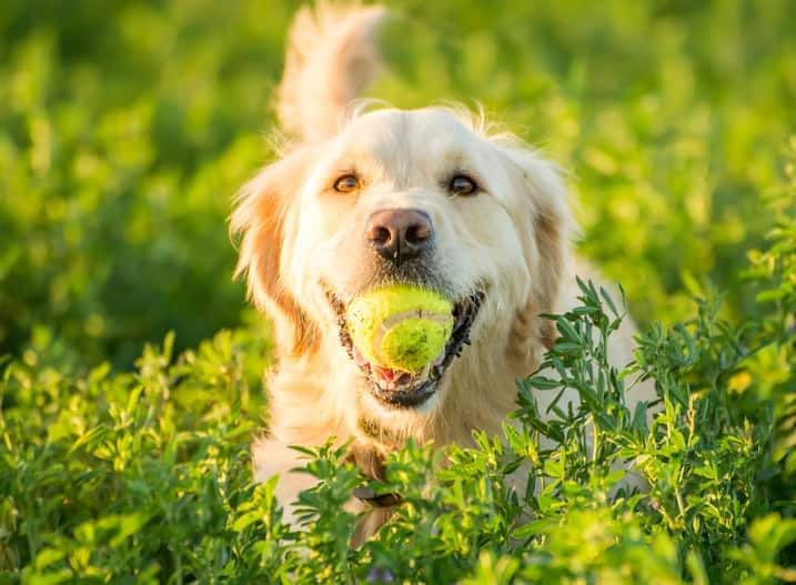A Golden Retrievers returning with the tennis ball she just found in the fields.