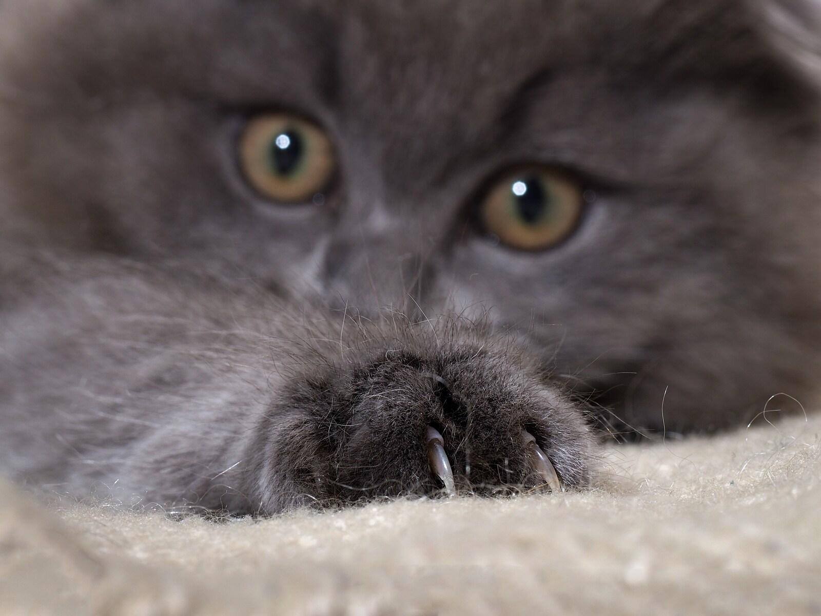 gray-cat-with-claws Fluffy dark gray cat lying down with claws extended into carpet. The fur is gray fluffy