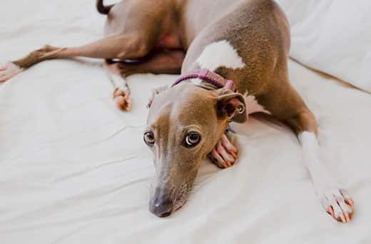 Italian greyhound laying on the bed