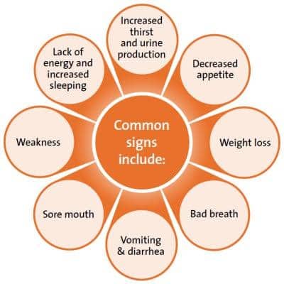 Common signs of kidney disease