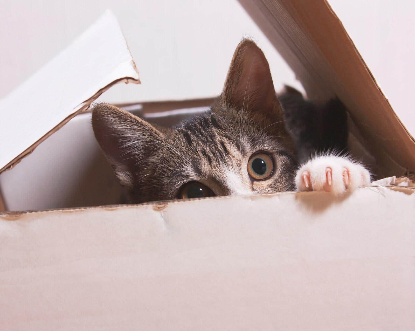 Kitten peering out of a white cardboard box.