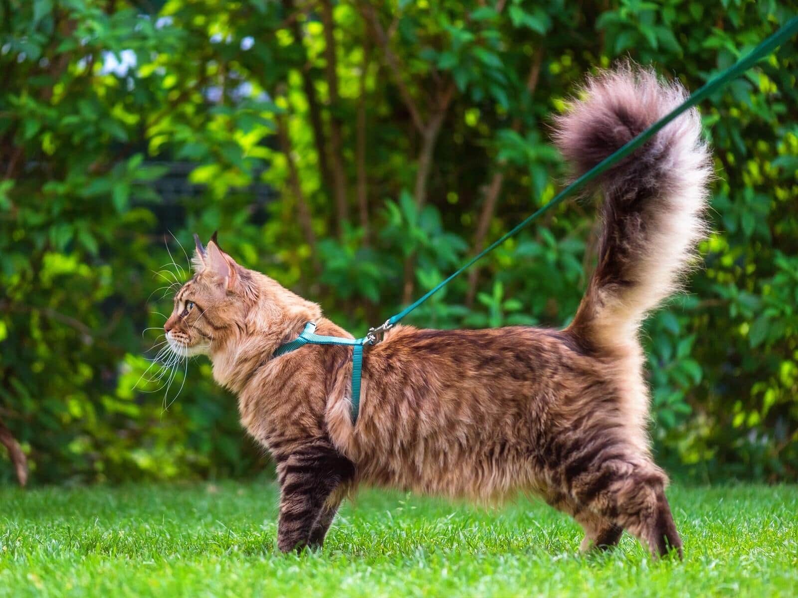 Maine Coon cat on a harness and leash outdoors in the grass.