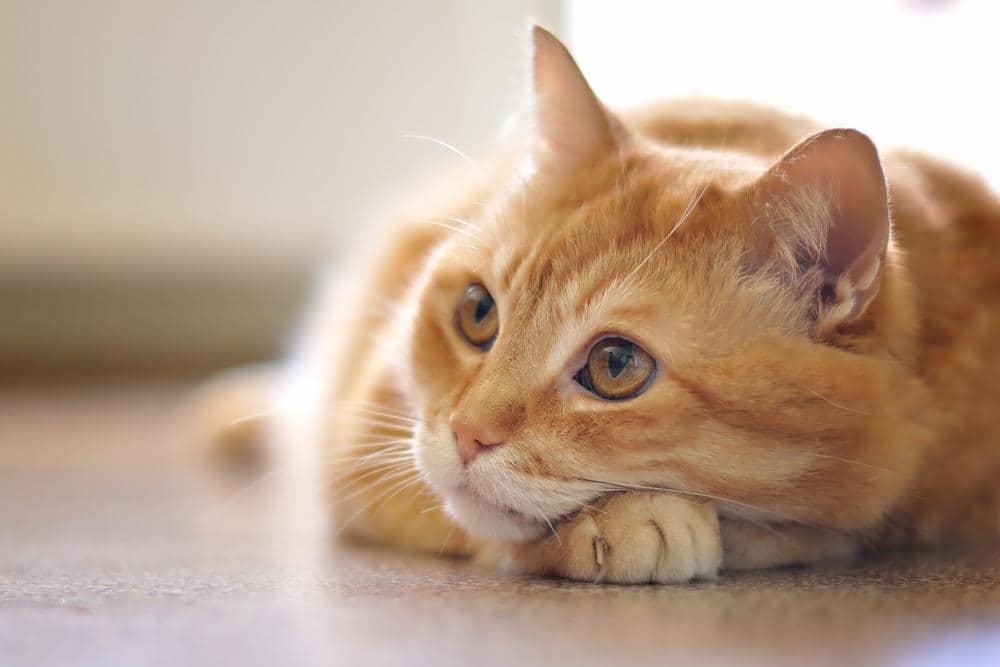 Orange cat lying on floor.