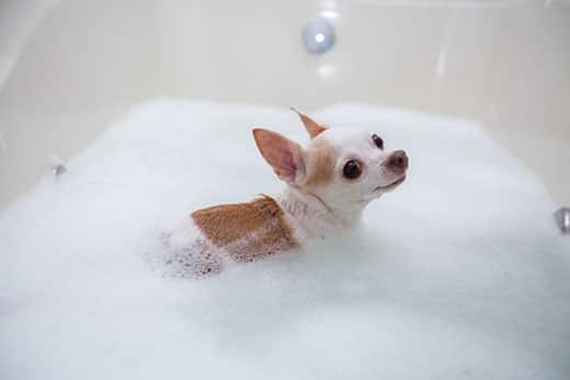 Orange and white Chihuahua in a bubble bath