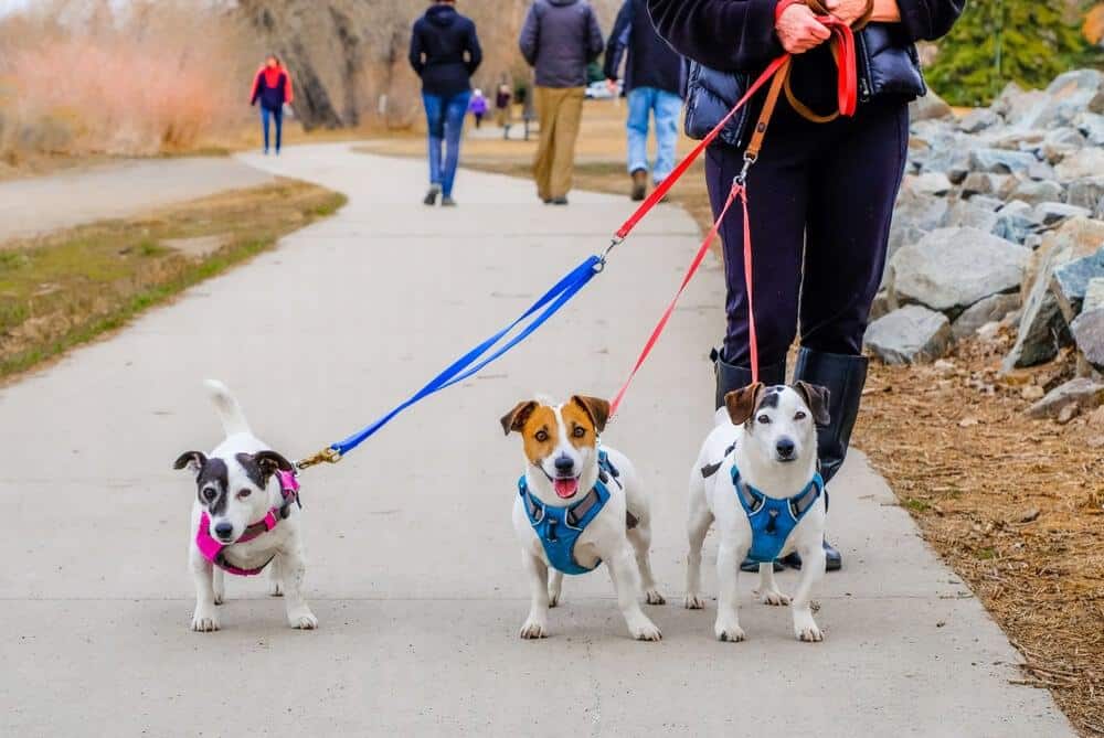 dog running