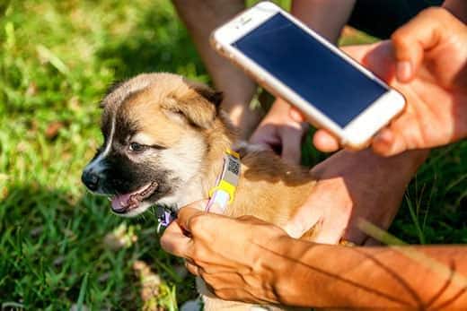 Person scanning a QR code on the back of a puppy's collar outdoors.