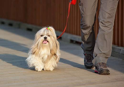 Shih Tzu with bow in hair walks on leash beside human