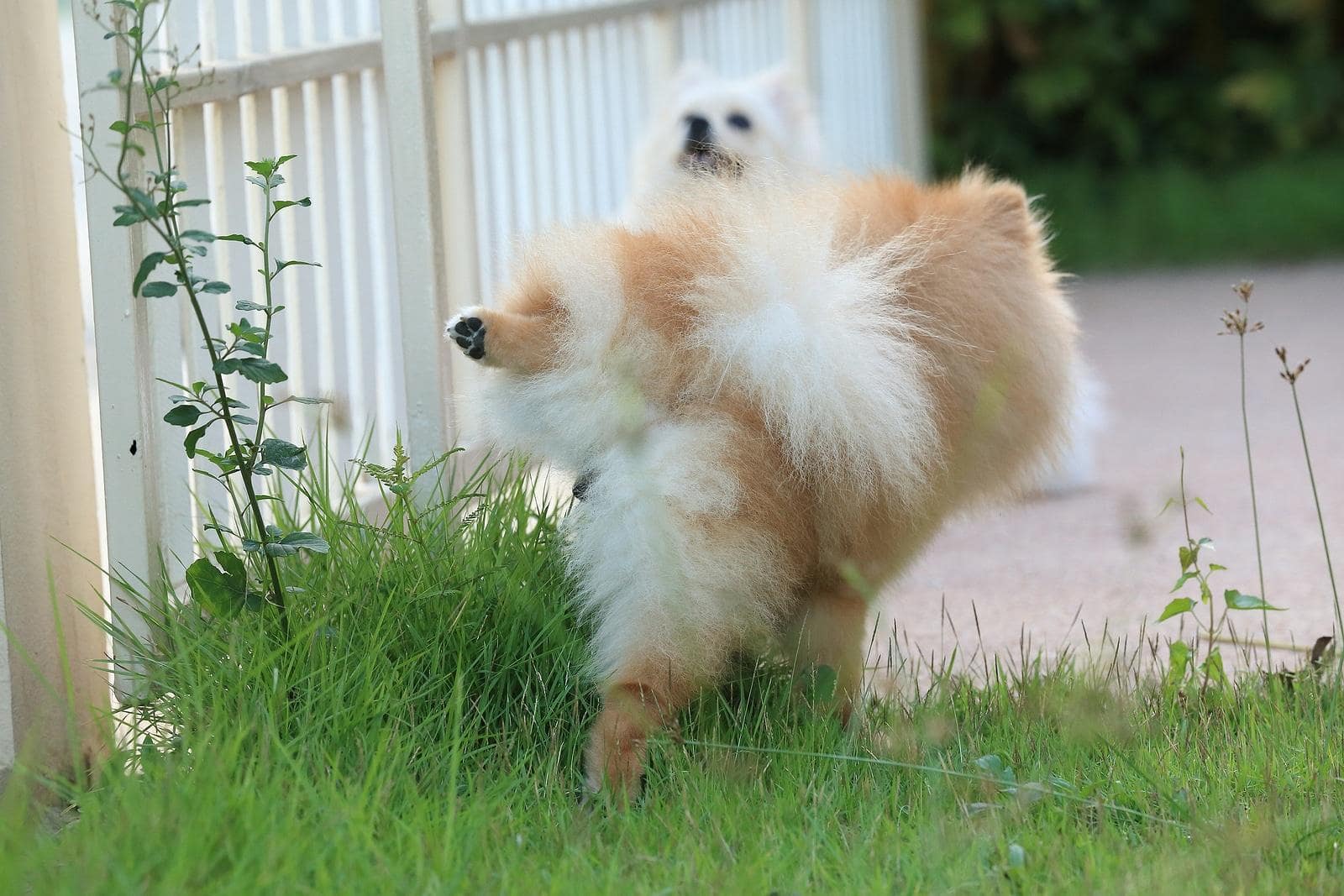 Pomeranian hikes leg and pees on a tall patch of grass while another looks on.