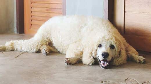 Poodle mix lying on tile floor smiling.