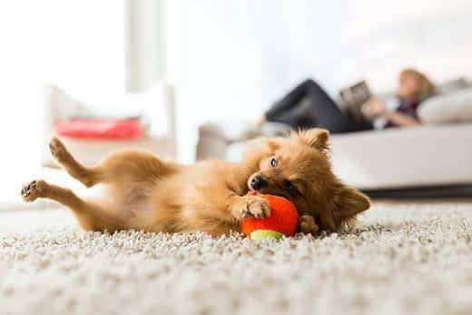 Portrait of beautiful young woman with her dog playing with ball at home.