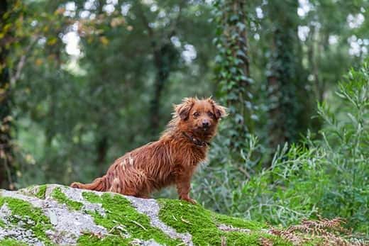 Red, mangy looking dog sits on a rock in the forest.