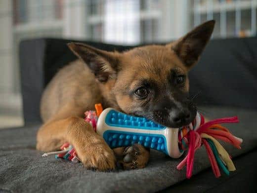 Small brown puppy playing with a small colorful chew toy.