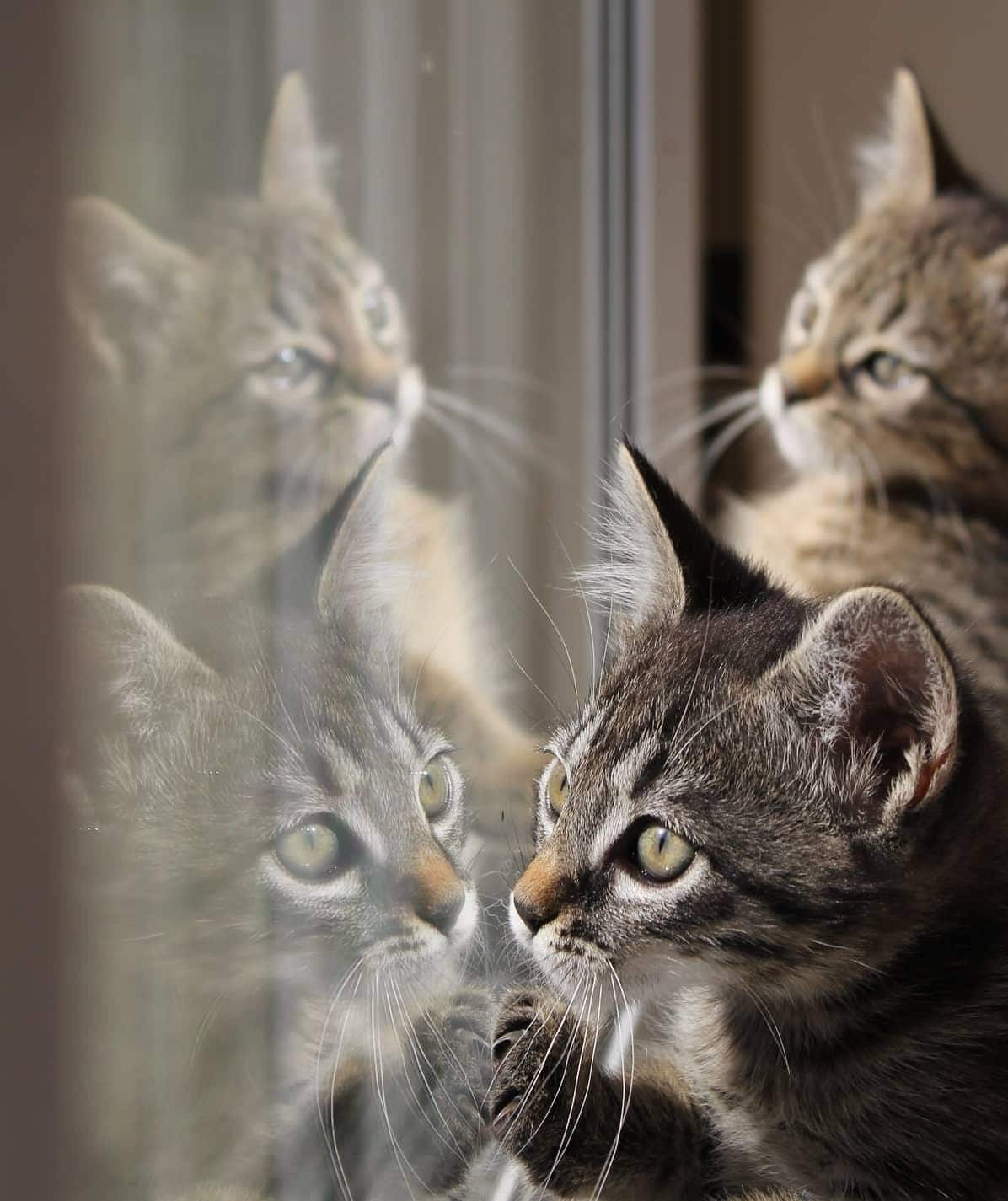 Tabby kittens look in a window pane with their reflections on the window