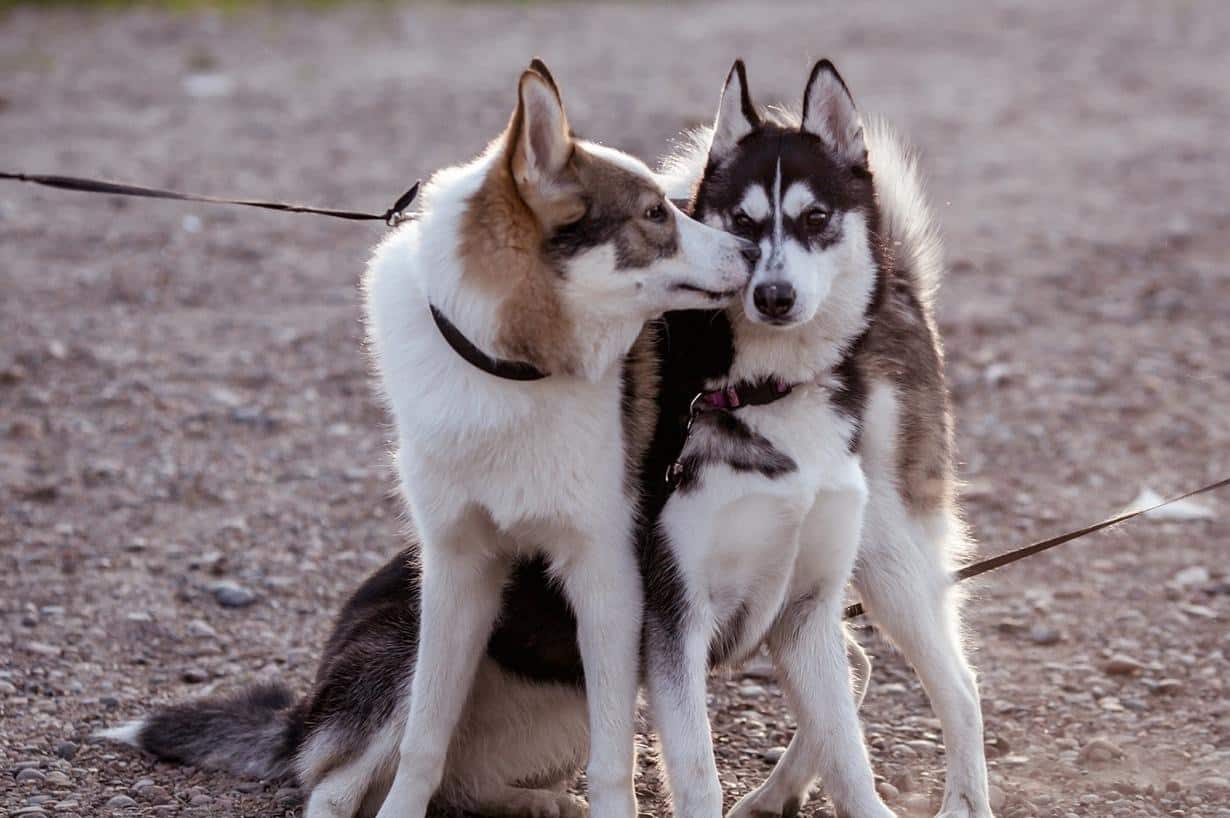 One husky kissing another while sitting outside.