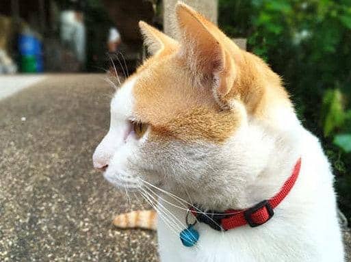 Two tone cat (white and orange) with red collar and blue small bell looking to the left side of photo with serious posture or bored look on blur background
