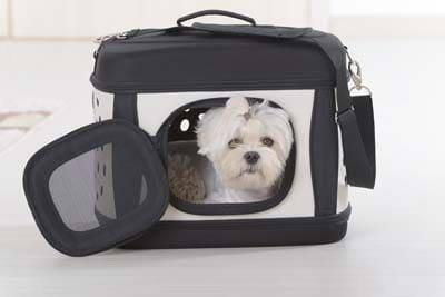 White dog sits in a black and white dog carrier.