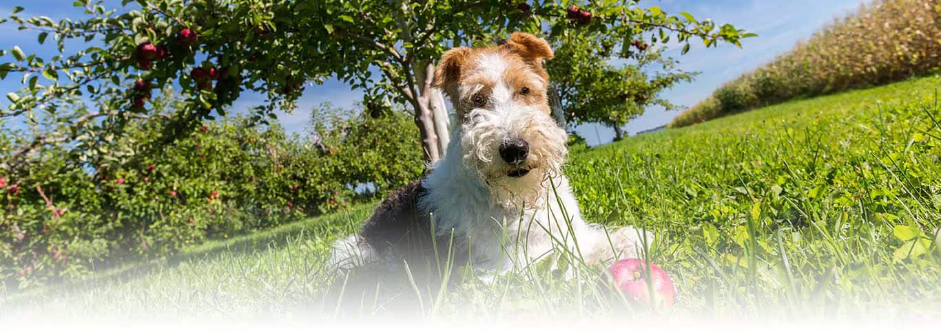 Photo of a Wire Fox Terrier dog