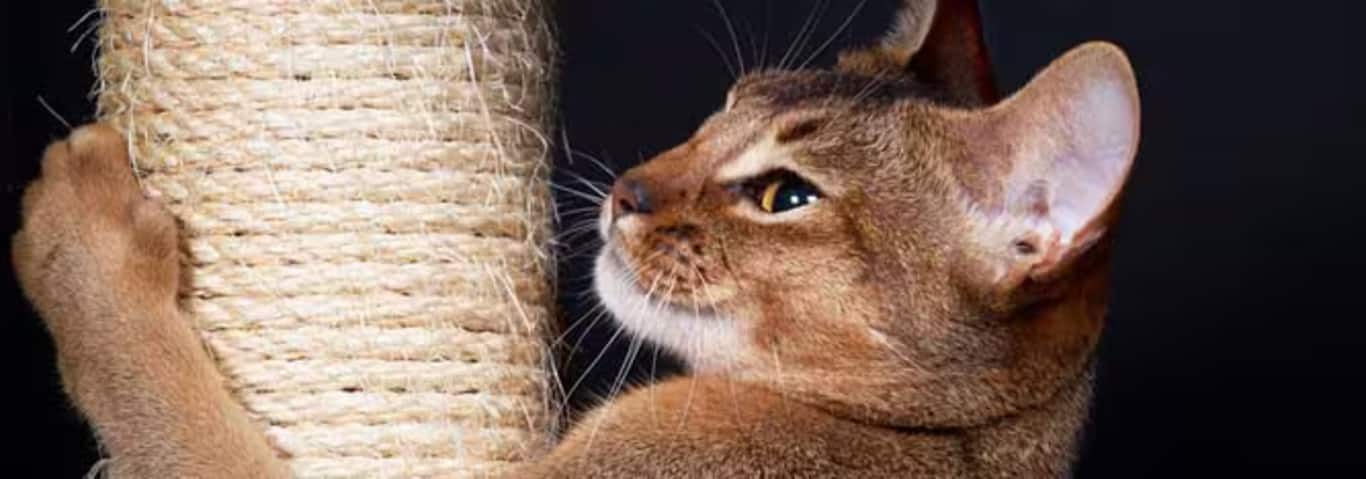 Photo of a Abyssinian cat