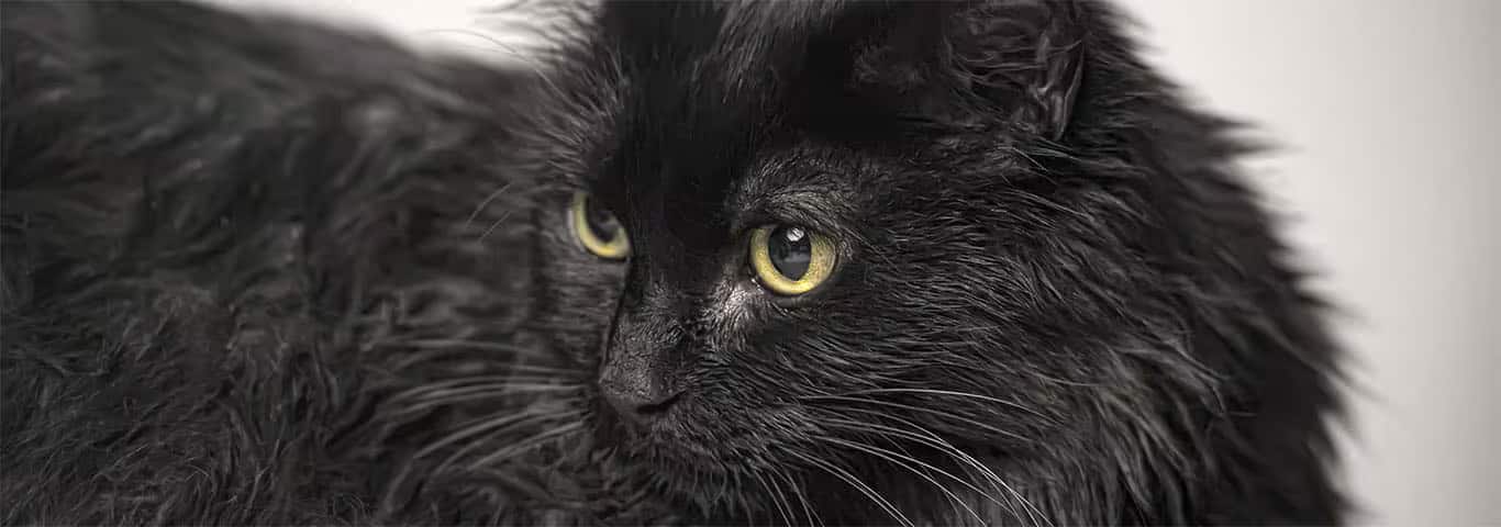 Photo of a Tiffany cat