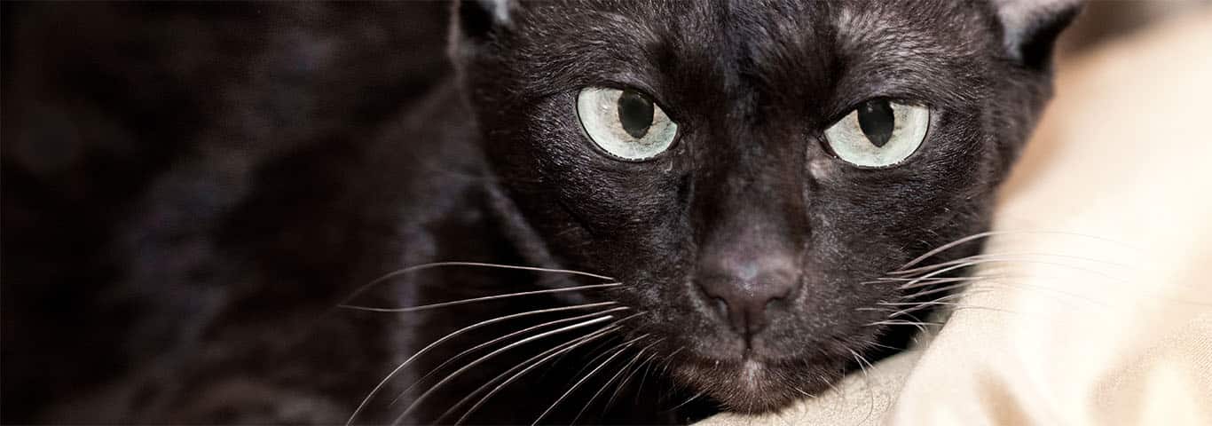 Photo of a Havana Brown cat