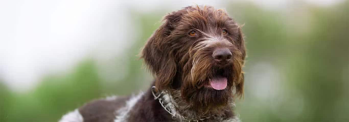 Photo of a Golden Retriever dog